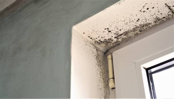 Best Commercial Mold Inspection  in Roanoke, IN