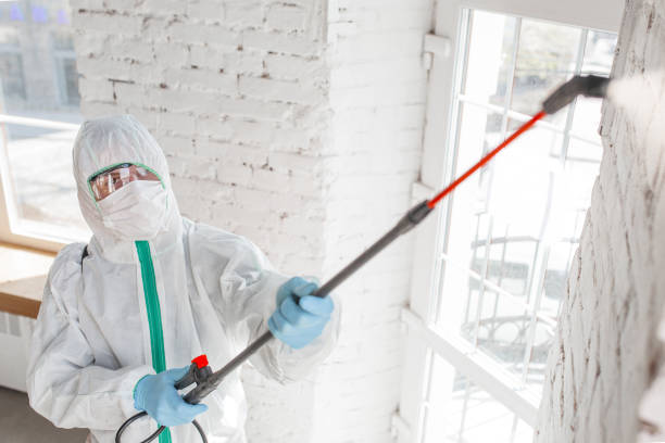 Best Attic Mold Removal  in Roanoke, IN