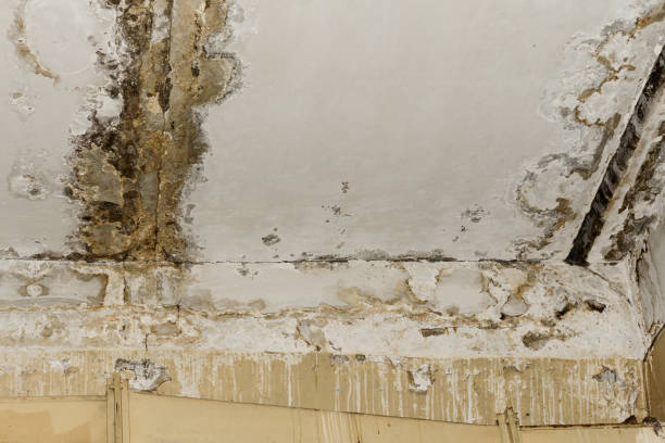 Best Mold Damage Restoration  in Roanoke, IN